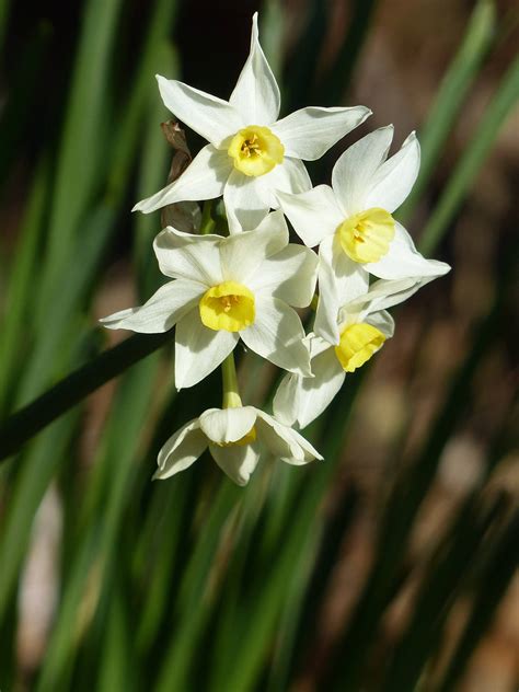 水仙 花|水仙(スイセン)とは？花の特徴・花言葉・育て方を紹。